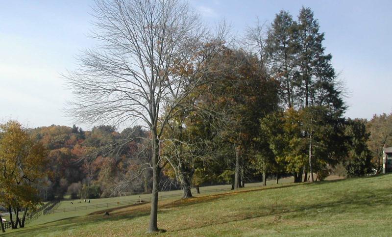 Trees Dot a Sloped Hill at Greenbank Farms